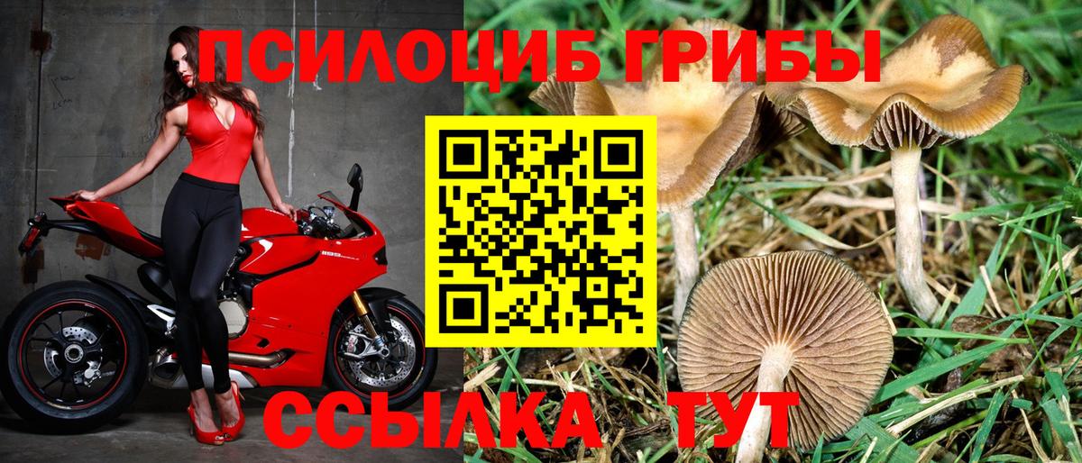 Псилоцибиновые грибы мицелий Сызрань